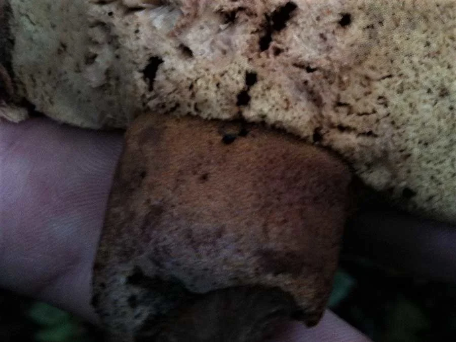 Beefsteak Fungus stem