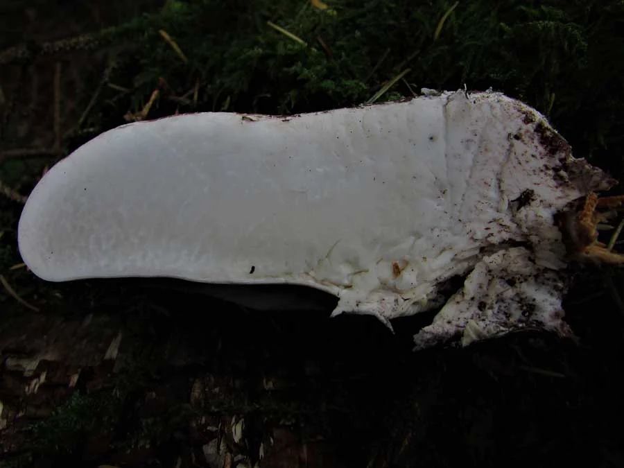 Birch Polypore flesh