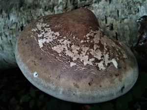 Birch Polypore gallery