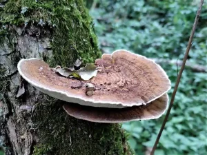 Blushing Bracket fruiting body