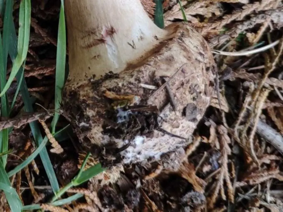 Brown Parasol bulbous base