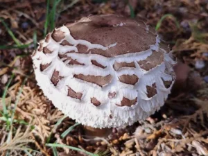 Brown Parasol cap