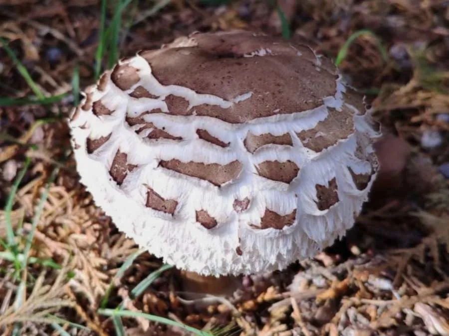 Brown Parasol cap
