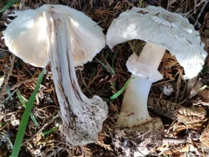 Brown Parasol flesh
