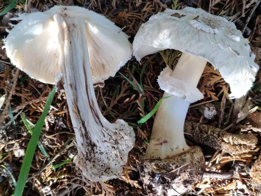 Brown Parasol flesh