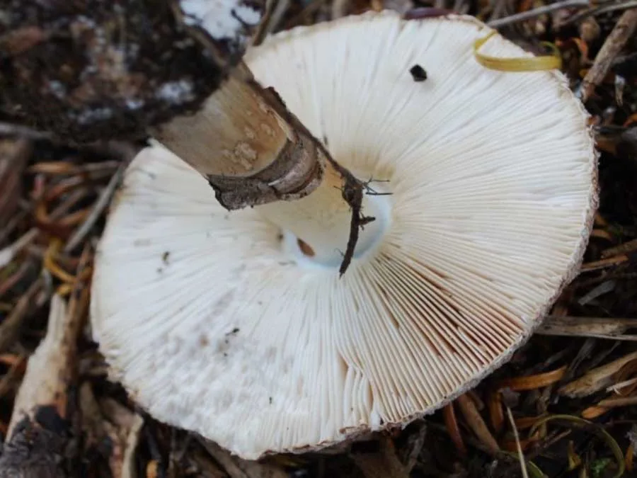 Brown Parasol gills