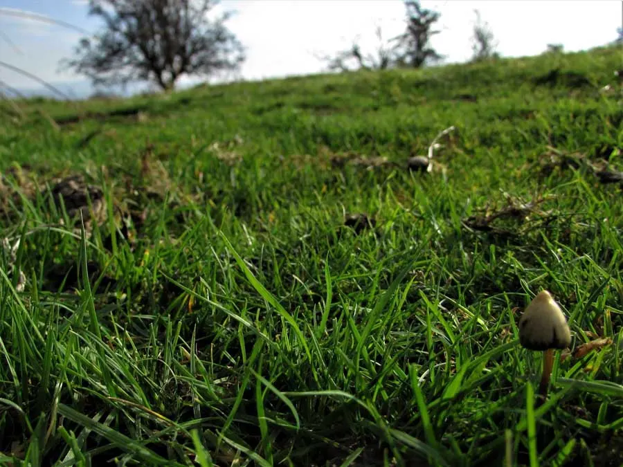 Brown Parasol habitat