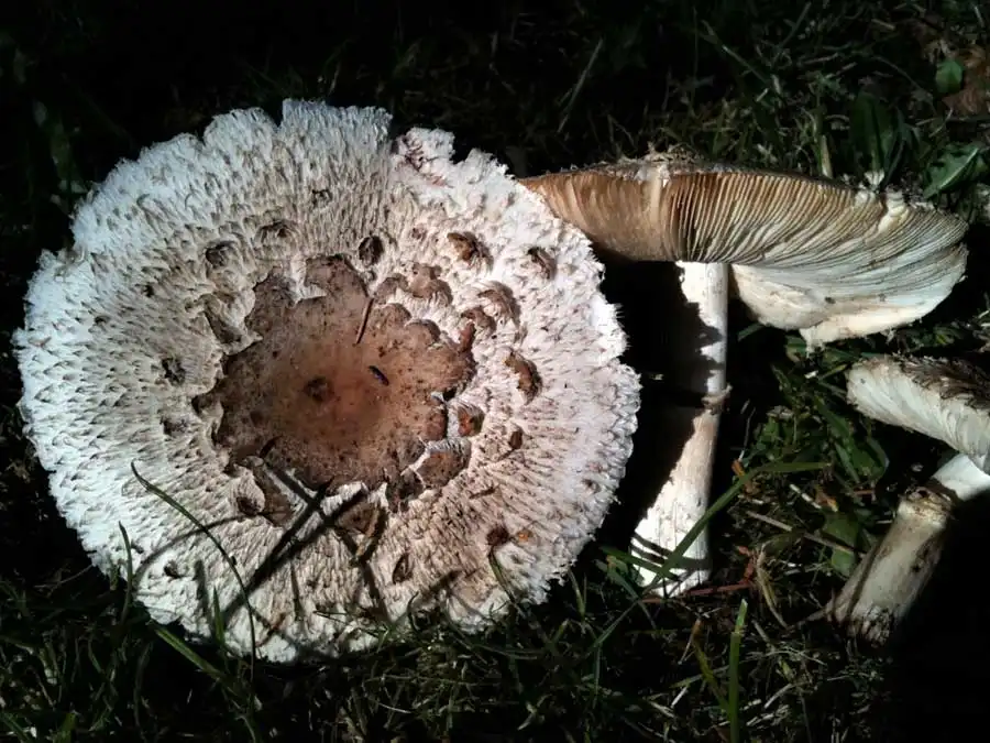 Brown Parasol possible confusion