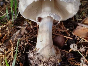Brown Parasol stem
