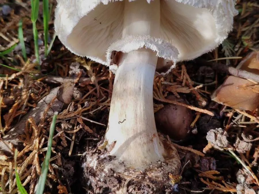 Brown Parasol stem