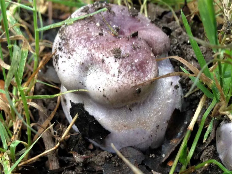Bruising Webcap bulbous base