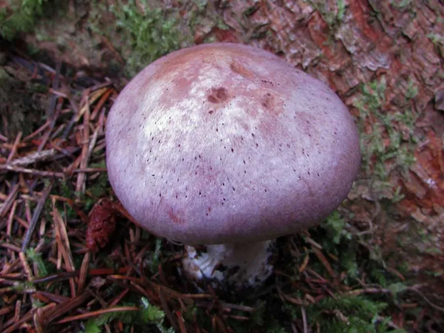 Bruising Webcap cap