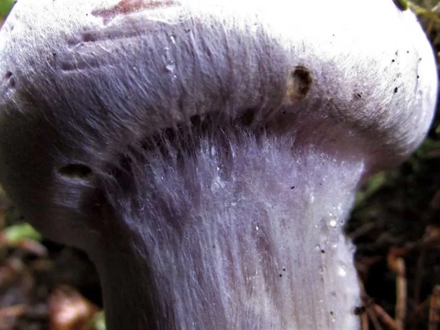 Bruising Webcap cortina