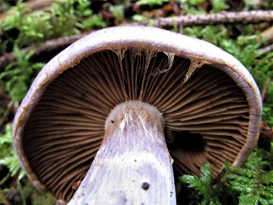 Bruising Webcap gills
