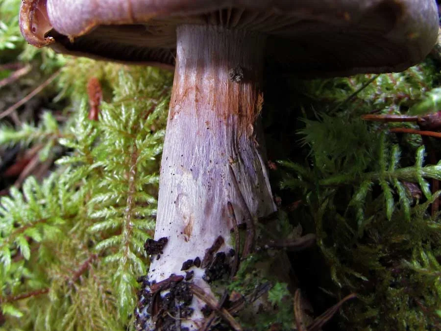 Bruising Webcap stem