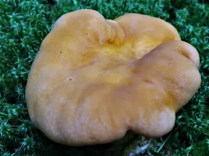 Chanterelle cap