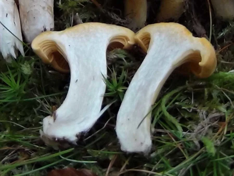Chanterelle flesh