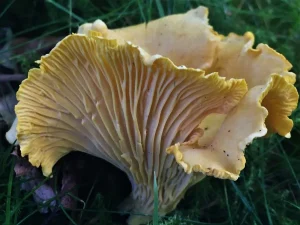 Chanterelle gills