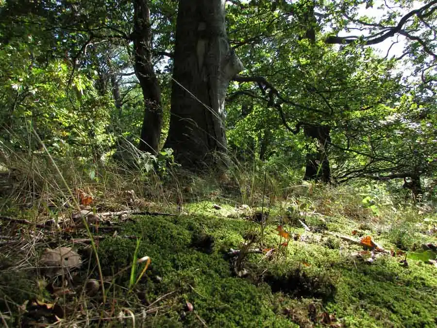 Chanterelle habitat