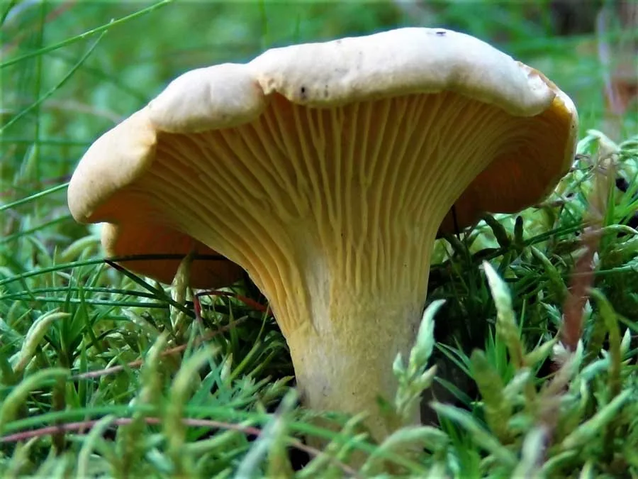 Chanterelle