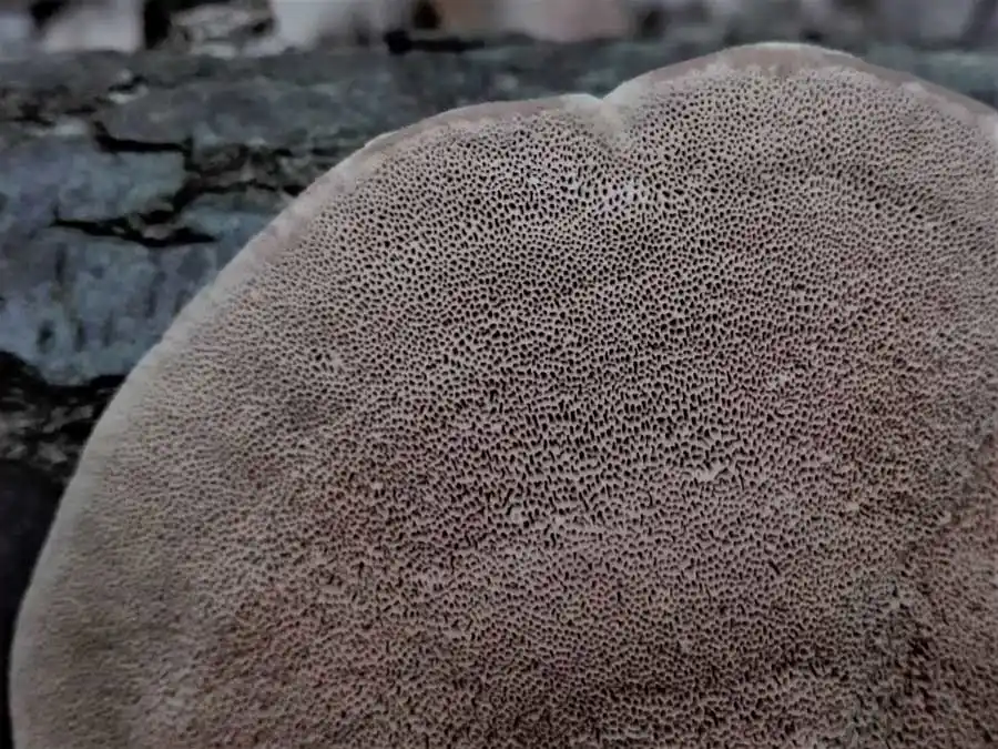 Cinnamon Bracket pores