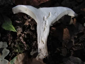 Clouded Funnel flesh
