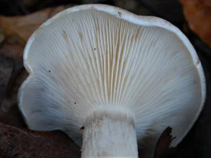 Clouded Funnel gills
