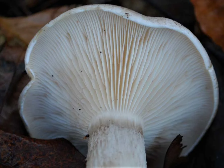 Clouded Funnel gills