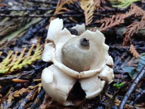 Collared Earthstar fruiting body