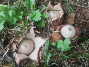 Collared Earthstar gallery 1