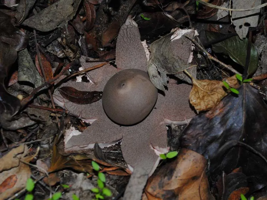 Collared Earthstar possible confusion