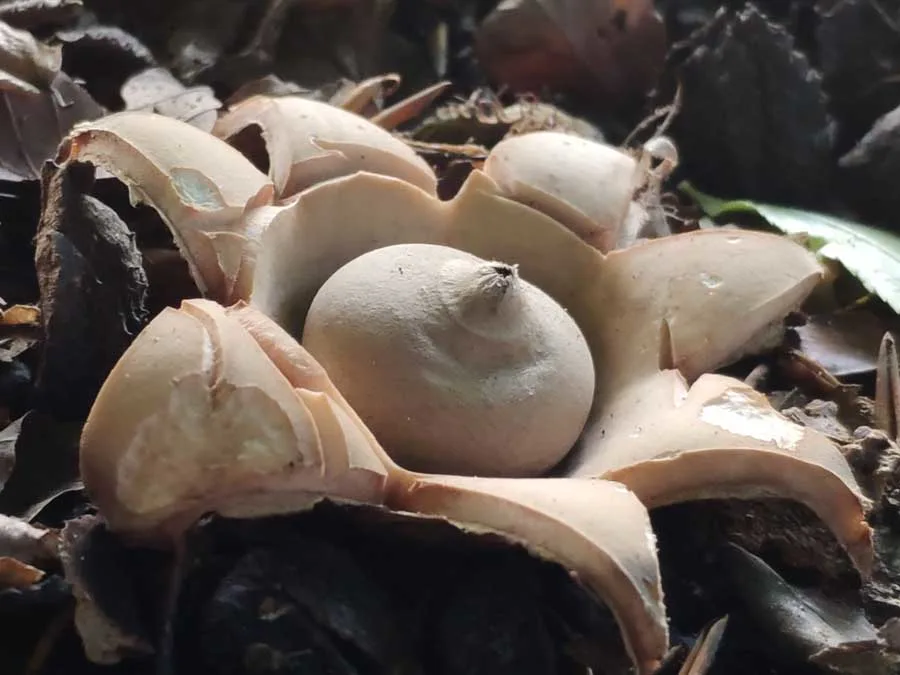Collared Earthstar