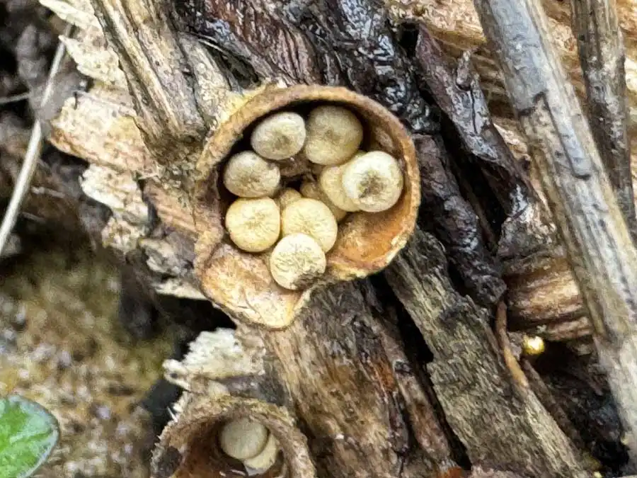 Common Bird’s Nest Fungus