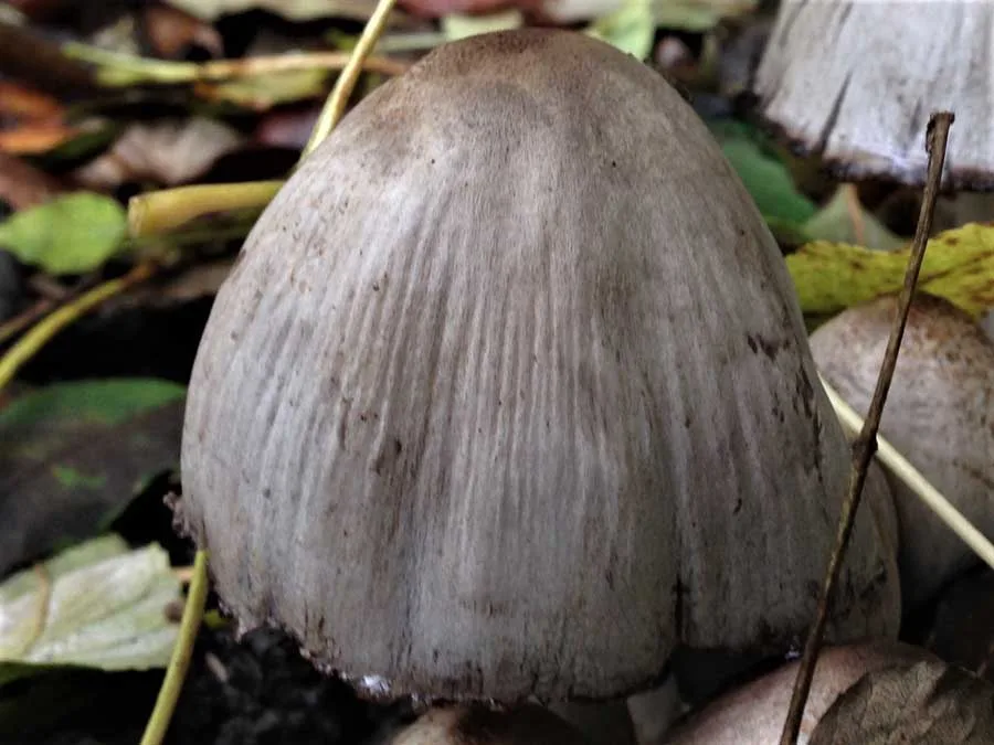 Common Inkcap cap