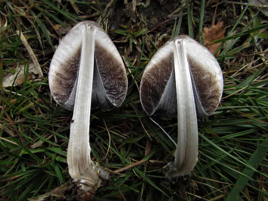 Common Inkcap flesh
