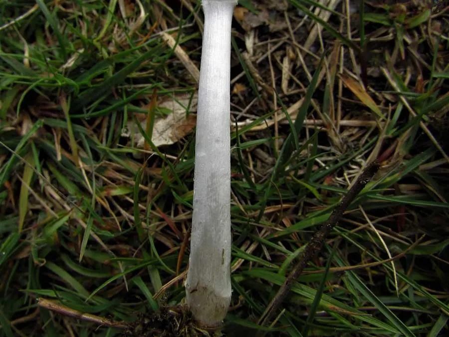 Common Inkcap stem