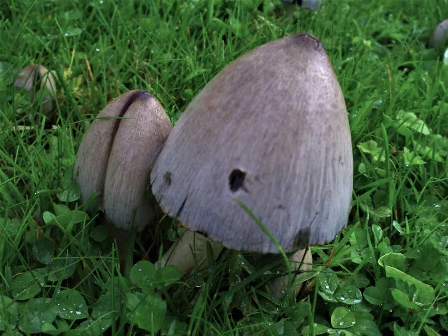 Common Inkcap