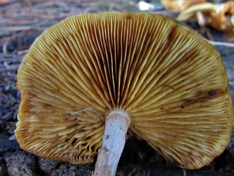 Common Rustgill gills