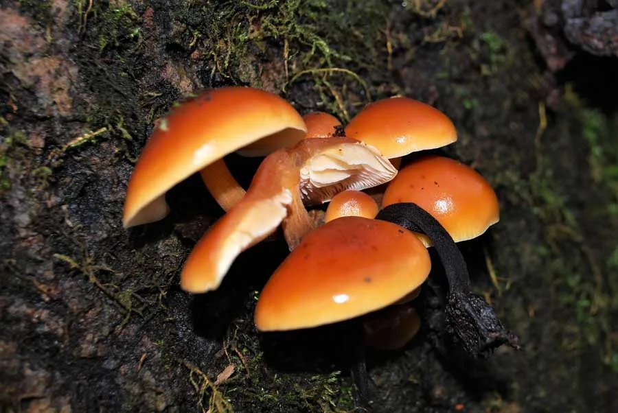 Common Rustgill possible confusion