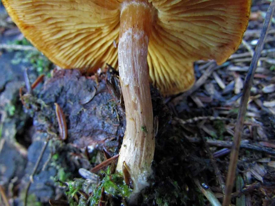 Common Rustgill stem