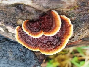 Conifer Mazegill fruiting body