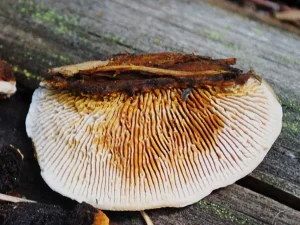 Conifer Mazegill pores