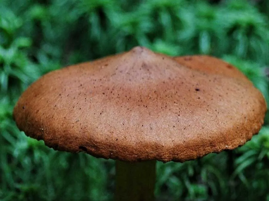 Deadly Webcap cap