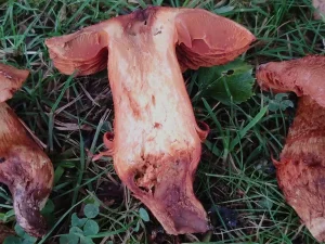 Deadly Webcap flesh