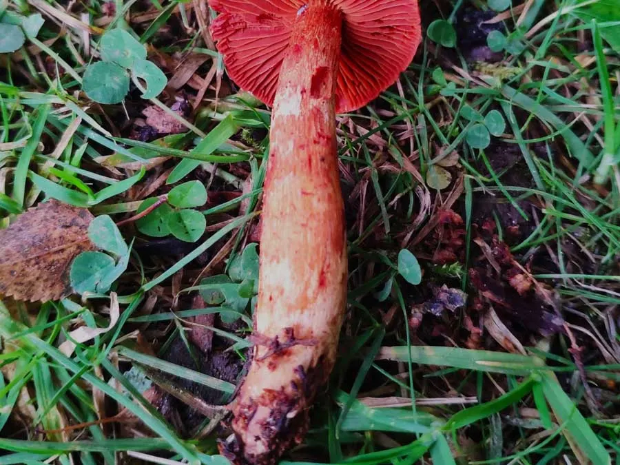Deadly Webcap stem