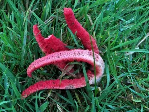 Devil’s Fingers