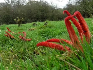 Devil’s Fingers habitat