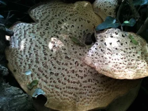 Dryad’s Saddle cap