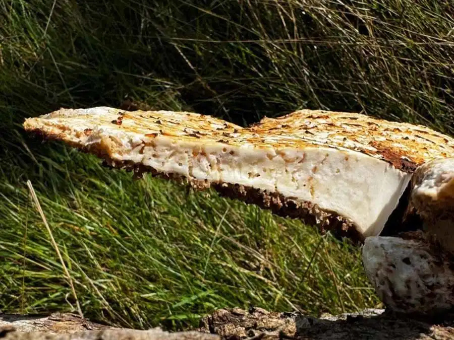 Dryad’s Saddle flesh