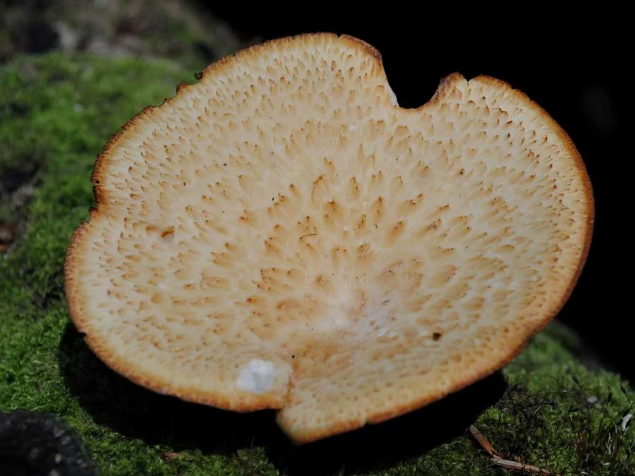 Dryad’s Saddle possible confusion